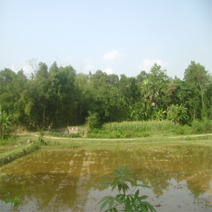 Lời bạch của Họ Nguyễn Sơn Bằng - Hà Tỉnh